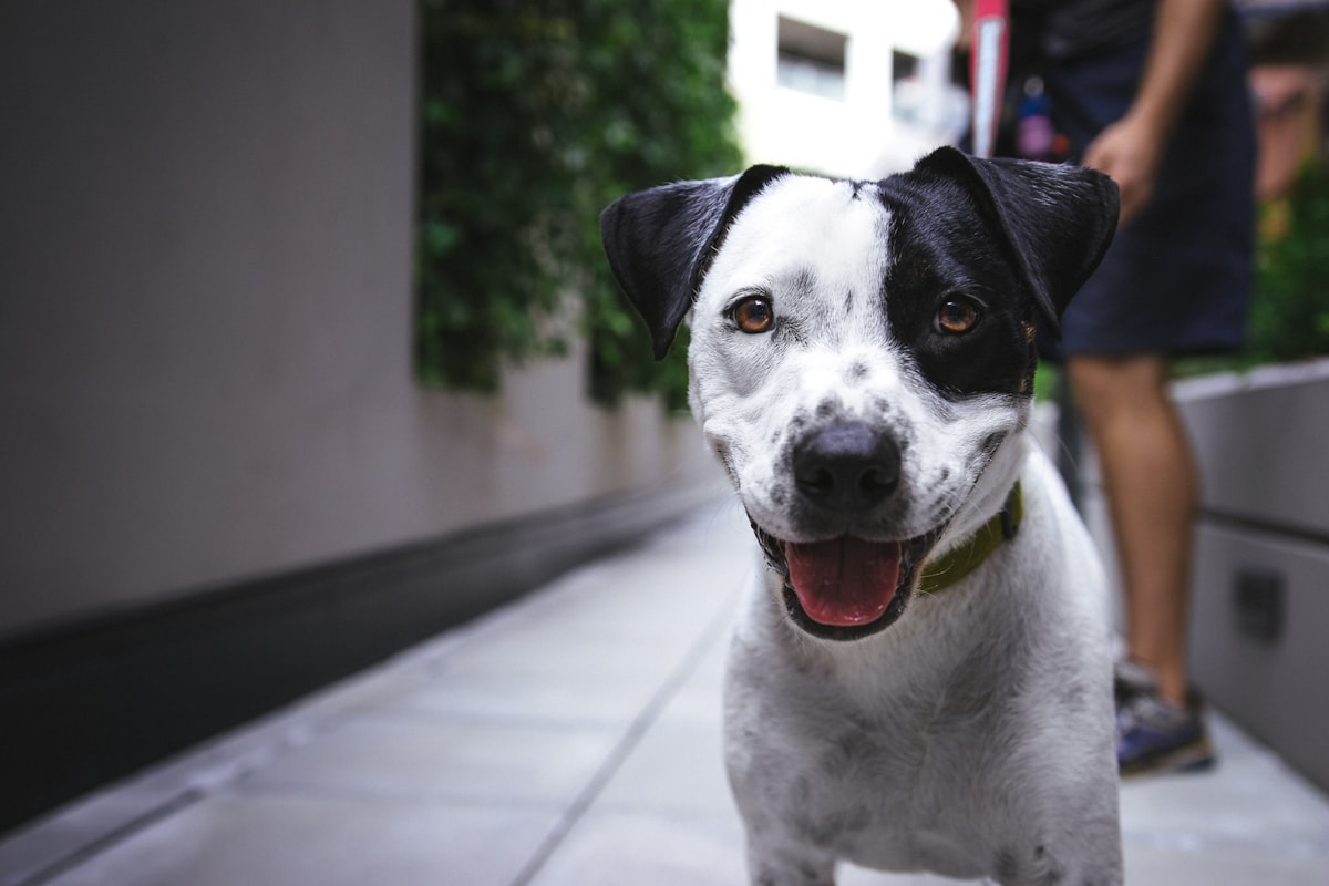 Pet Photography