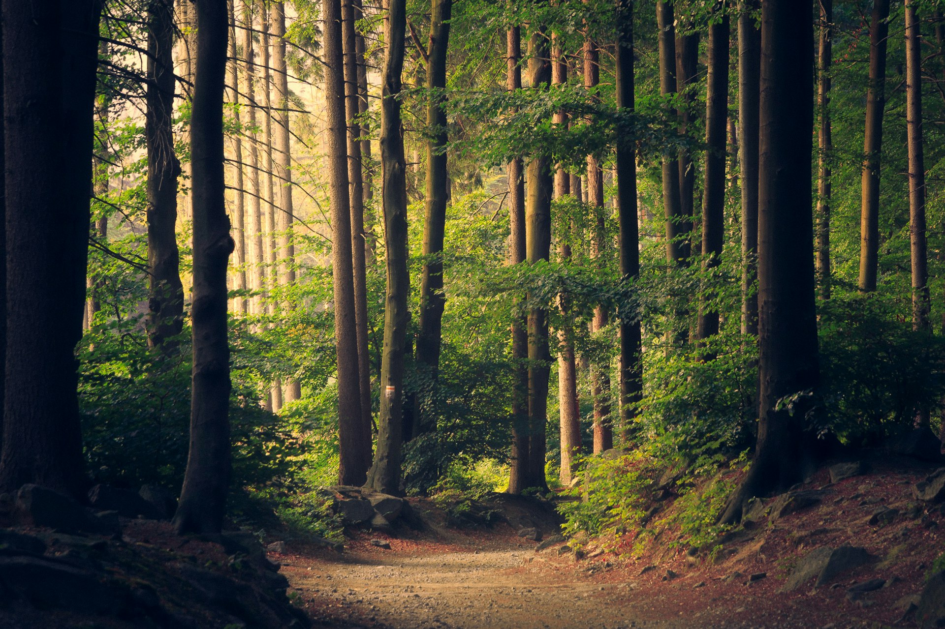 Golden light through a misty forest